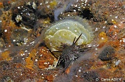 Atrina pectinata-Cap Vert Pointe du Phare-23m-20150408-Denis-ADER-DSC_9772_tn